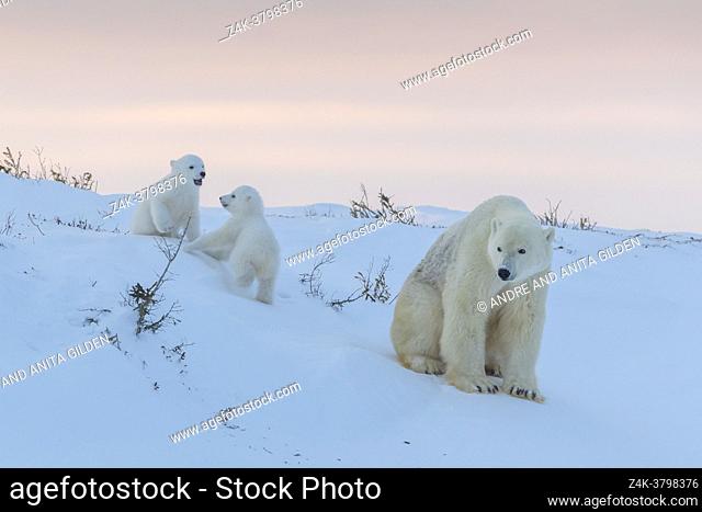 Polar bear mother (Ursus maritimus) with two playing new born cubs, at sunset, Wapusk National Park, Manitoba, Canada