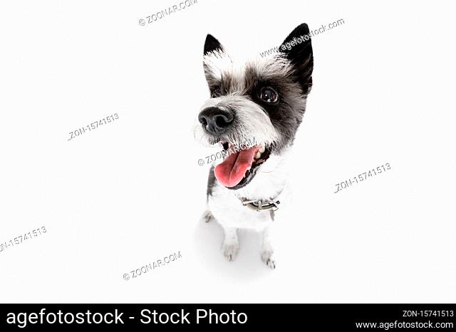 curious poodle dog looking up to owner waiting or sitting patient to play or go for a walk , isolated on white background