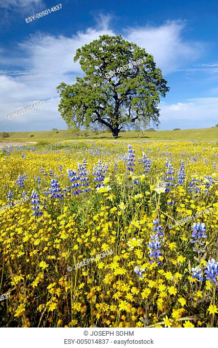 Lone tree and colorful bouquet of spring flowers blossoming off Route 58 on Shell Creek road, West of Bakersfield in CA