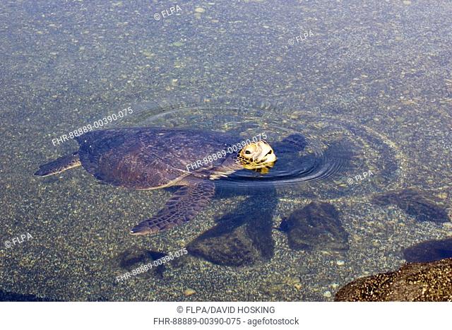 Pacific Green Turtle, Galapagos race, Chelonia mydas agassisi