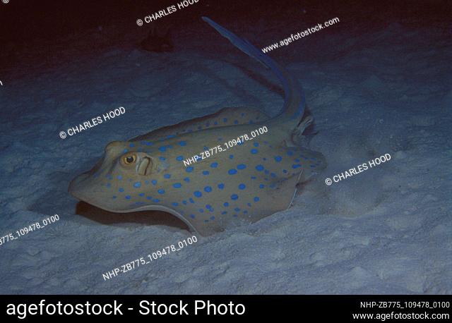 Blue spotted ray  Date: 5/8/01  Ref: ZB775-109478-0100  COMPULSORY CREDIT: Oceans Image/Photoshot