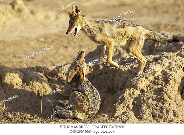 Black-backed Jackal (Canis mesomelas). Playful. Kalahari Desert, Kgalagadi Transfrontier Park, South Africa