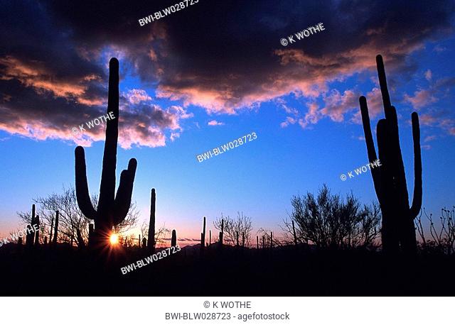 Saguaro cactus Cereus gigantea, Carnegiea gigantea, Sonora desert