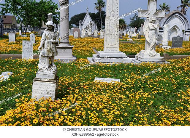 Gaillardia pulchella et Coreopsis flowerbed in the historic City Cemetery, Galveston island, Gulf of Mexico, Texas, United States of America, North America