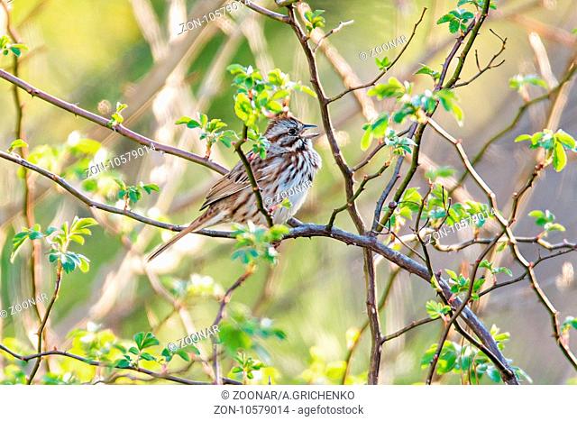 american tree sparrow perched on a tree in spring