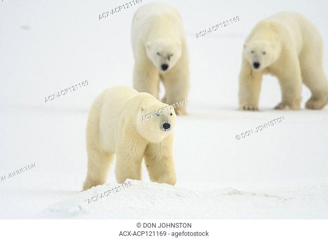 Polar Bear (Ursus maritimus) Sparring pair