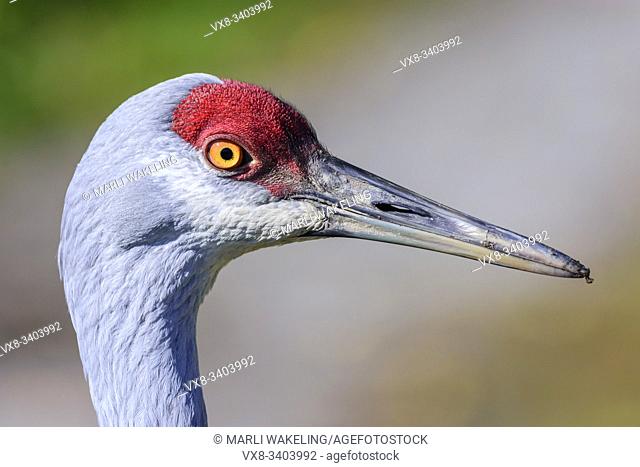 Lesser Sandhill Crane, Grus canadensis canadensisa, also known as Antigone canadiensis canadiensis, George C. Reifel Migratory Bird Sanctuary, Delta