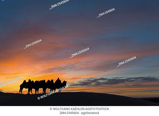 A herder with Bactrian camels is silhouetted at sunset at the Hongoryn Els sand dunes in the Gobi Desert in southern Mongolia,