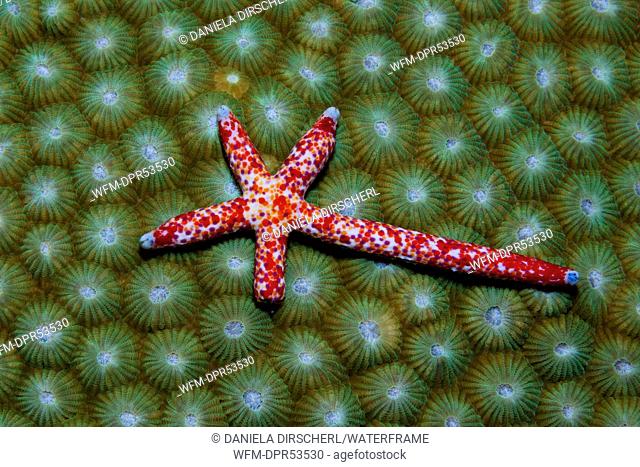 Comet Starfish regenerating, Linckia multifora, Russell Islands, Solomon Islands