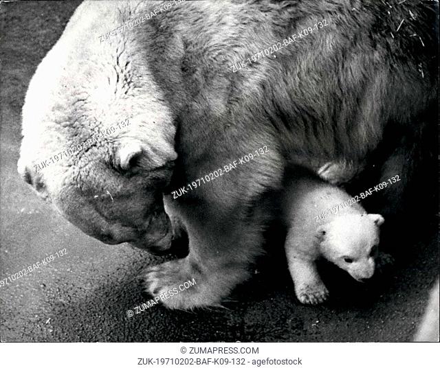 Feb. 02, 1971 - 'Triplet' the Bear Cub Makes Debut: the polar bear cub born tom Sam and Sally at London Zoo oin 28th November, made its debut today