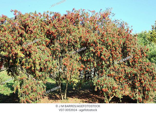 Weeping bottlebrush (Callistemon viminalis or Melaleuca viminalis) is an ornamental shrub endemic to western Australia