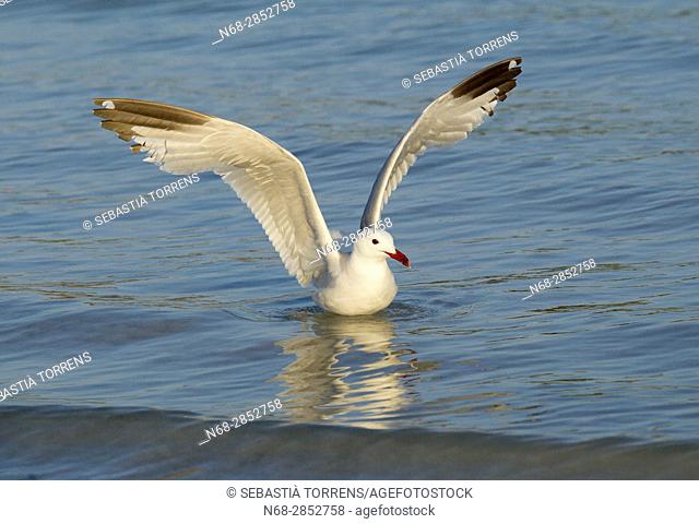 Audouin's gull (Ichthyaetus audouinii), Alcudia, Majorca, Balearic Islands, Spain