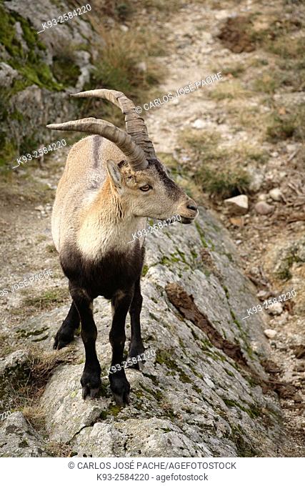 Western Spanish Ibex (Capra pyrenaica victoriae), Sierra de Gredos, Spain
