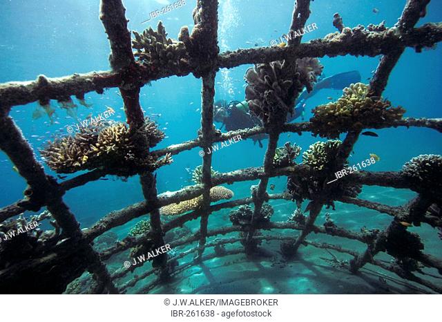 Coral breeding, Indonesia