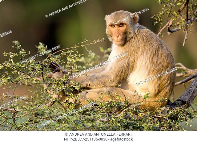 Rhesus macaque Macaca mulatta, National Chambal Gharial Wildlife Sanctuary, Dholpur, India