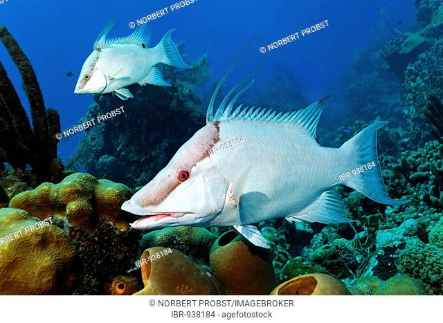 Two Hogfish (Lachnolaimus maximus), from the side, above a sponge in front of a coral reef, Half Moon Caye, Lighthouse Reef, Turneffe Atoll, Belize