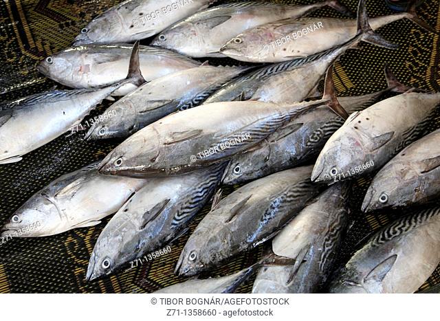 Oman, Muscat, Mutrah, fish market