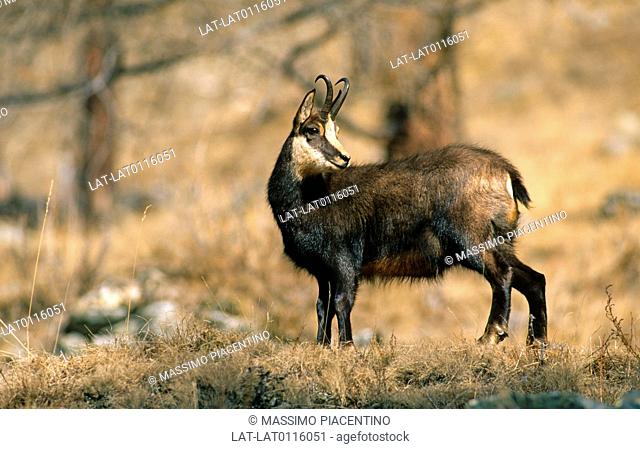 Chamois are common in the mountains regions of the Valle D'Aosta. They are small sized deer with sharp pointed horns and are very nimble on the steep slopes