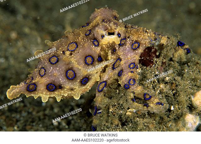 Blue-ringed Octopus (Hapalochlaena lunulata), N. Sulawesi, Indonesia