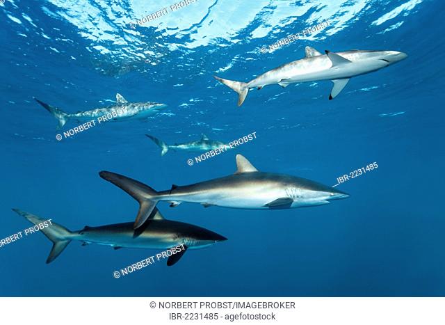 Silky sharks (Carcharhinus falciformis) swimming just below the ocean's surface, Republic of Cuba, Caribbean, Caribbean Sea, Central America