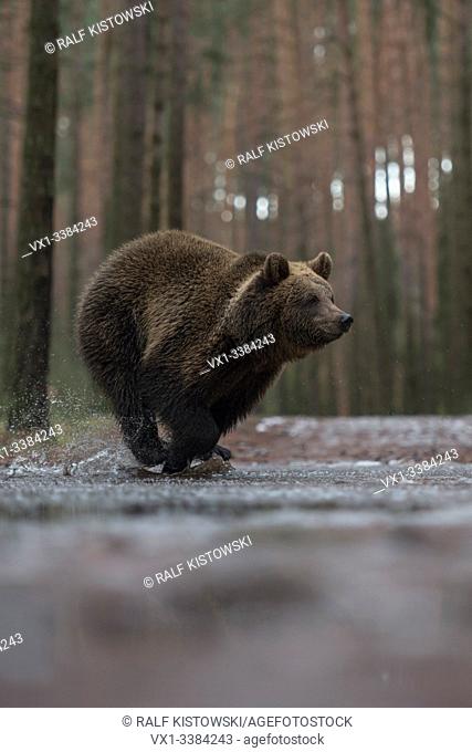 Eurasian Brown Bear (Ursus arctos), young cub in a hurry, running fast through a frozen puddle, crossing a forest road, in winter, Europe