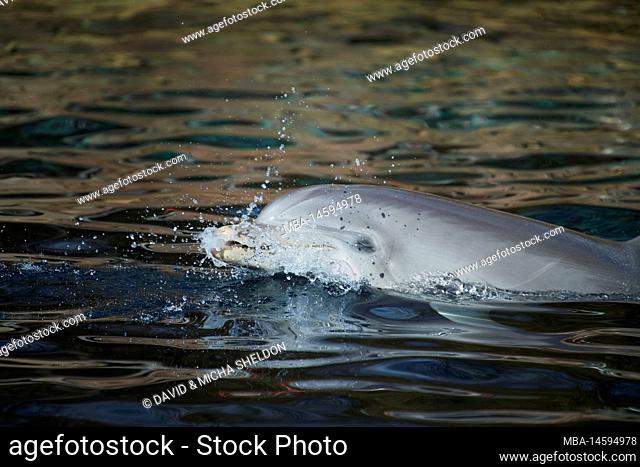 Atlantic bottlenose dolphin (Tursiops truncatus) swimming at the water surface, captive, Germany