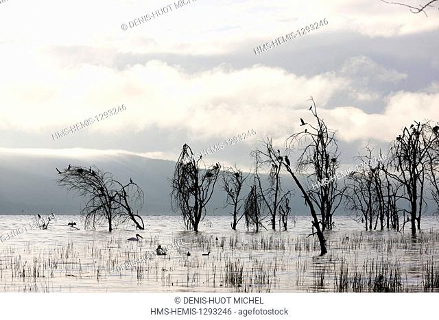 Kenya, Nakuru national park, lac Nakuru, lake full of water