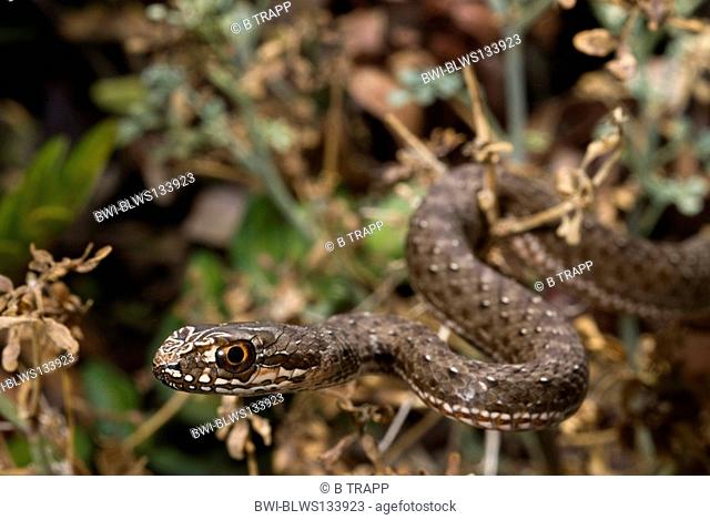 Montpellier snake Malpolon monspessulanus insignitus, juvenile, Greece, Peloponnes, Messinien, Pylos