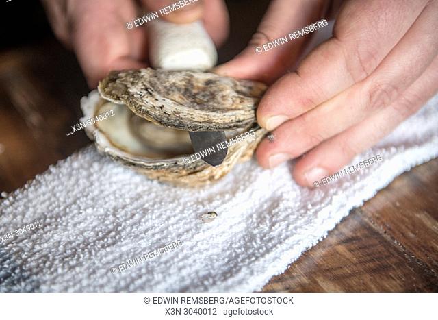 Fresh oyster being shucked and prepared at a restaurant in Baltimore, Maryland, USA