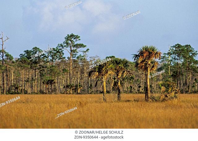 Palmettopalmen in den Everglades / Palmettos in the Everglades / H.P.Wiliams Roadside Park - Florida