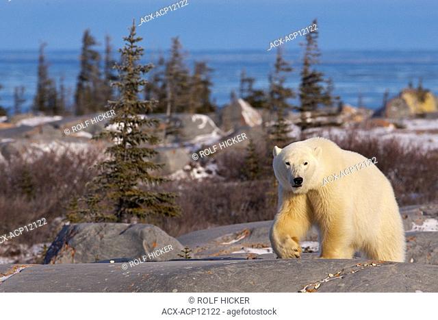 Polar Bear, Ursus maritimus, near Hudson Bay, Churchill, Manitoba, Canada