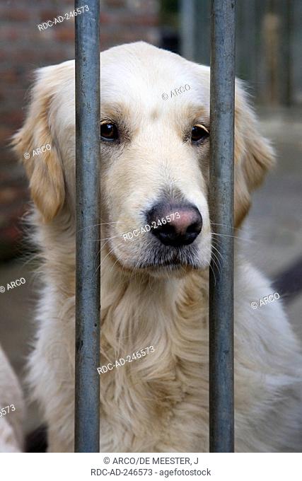 Golden Retriever in kennel behind bars