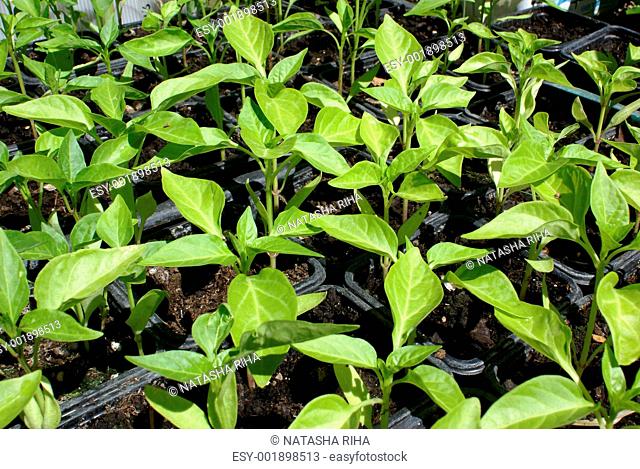 Seeding of Green Peppers
