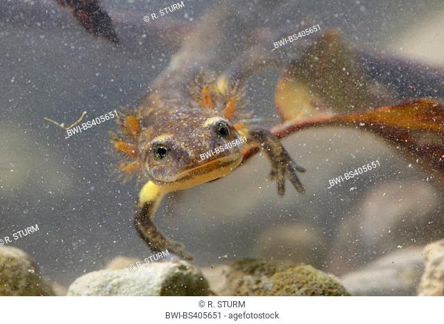 European fire salamander (Salamandra salamandra), larva under water, Germany, Bavaria, Oberbayern, Upper Bavaria
