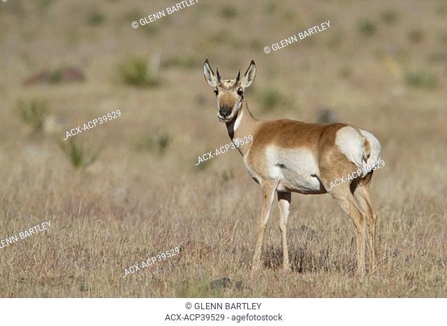 Pronghorn Antelope Antilocapra americana feeding in the grasslands near the Bosque del Apache wildlife refuge near Socorro, New Mexico, United States of America