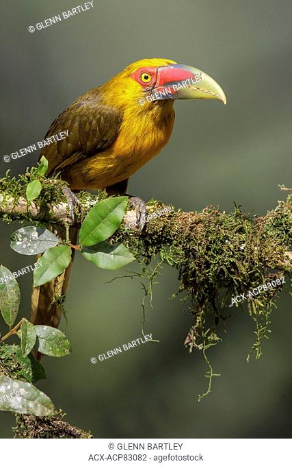 Saffron Toucanet (Pteroglossus bailloni) perched on a branch in the Atlantic rainforest of southeast Brazil