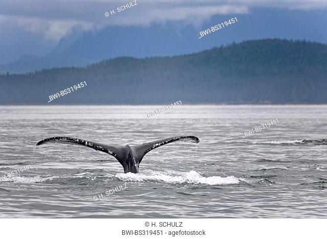 humpback whale (Megaptera novaeangliae), tail fin at the surface of Pacific in Lynn Canal, USA, Alaska, Admirality Island, Lynn Canal