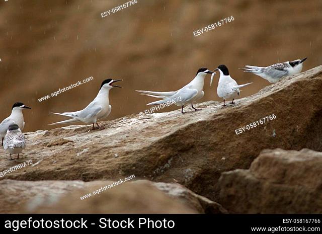 White-fronted terns Sterna striata. Adults and juveniles. Cape Kidnappers Gannet Reserve. North Island. New Zealand