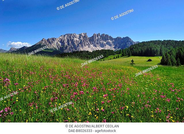 The Latemar seen from the flowered meadows below the Catinaccio Group, Dolomites (UNESCO World Heritage List, 2009), Trentino-Alto Adige, Italy