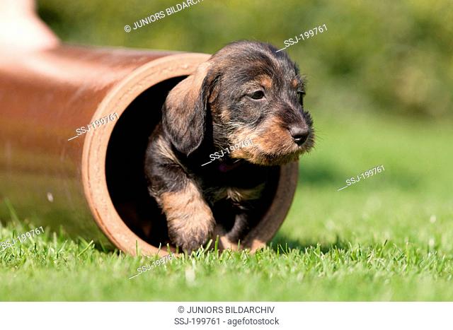 Wire-haired Dachshund. Puppy in a earthenware pipe on a lawn. Germany