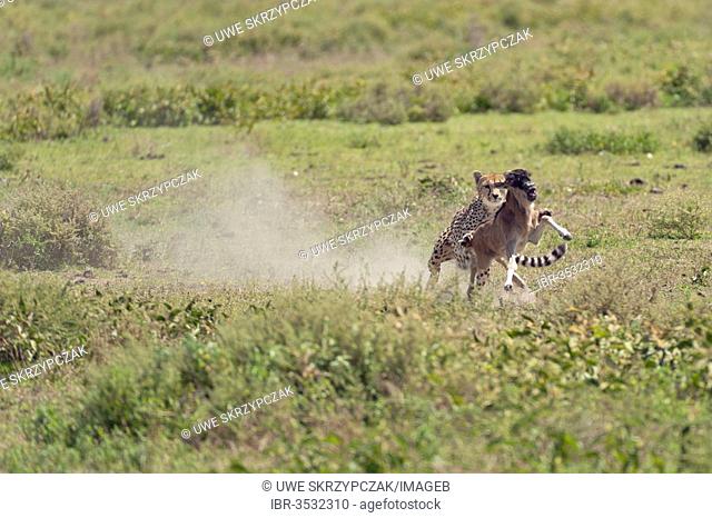 Cheetah (Acinonyx jubatus) chasing a Blue Wildebeest (Connochaetes taurinus) calf