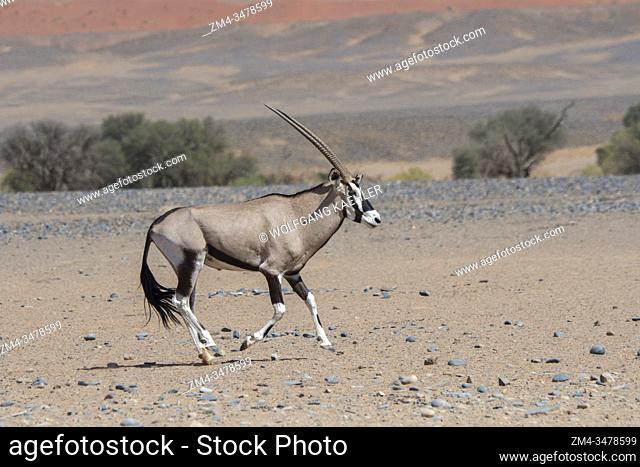 Two male South African oryxes (Oryx gazellaat), also called Gemsbok or gemsbuck, fighting in the desert landscape of Sossusvlei