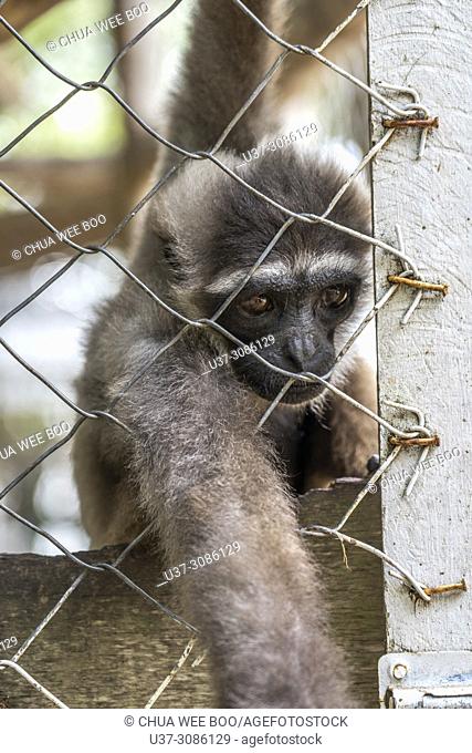 Monkey in cage at Tanjung Bajau zoo, Singkawang, West Kalimantan, Indonesia