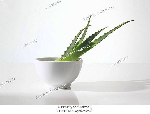 Aloe vera leaves in a bowl