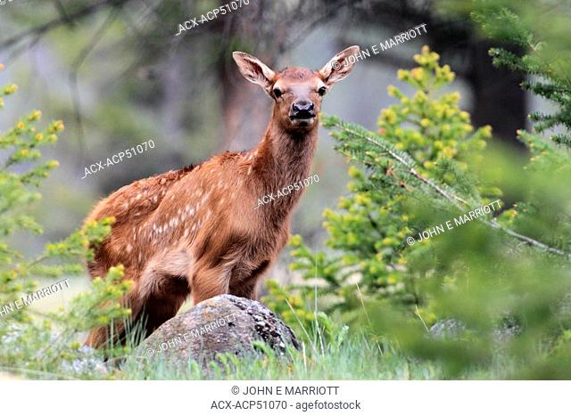 Newborn elk or wapiti Cervus canadensiscalf