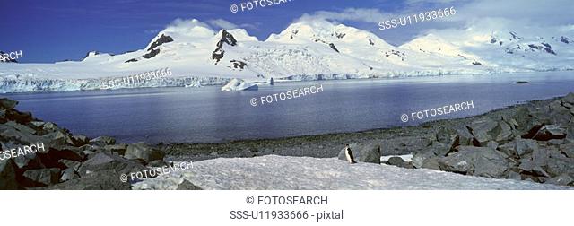 Panoramic view of Chinstrap penguin among rock formations