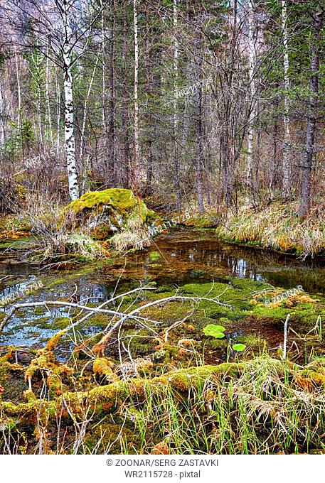 Swampy stream in Altay Taiga