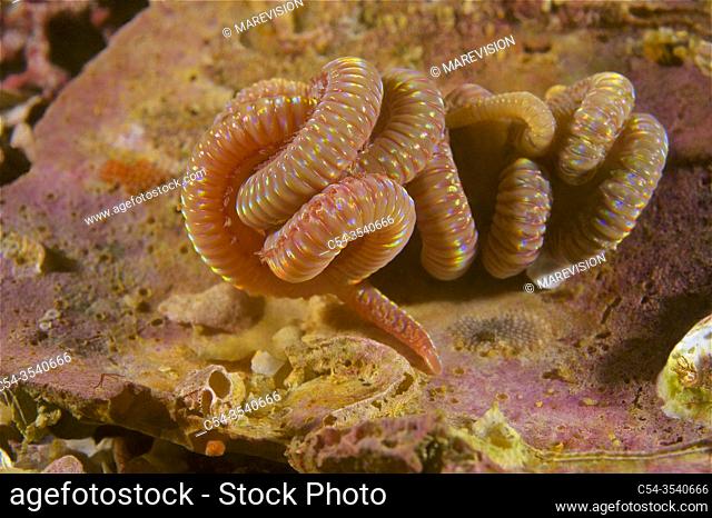 Annelida. Bristle worm. Polychaeta (Lumbrineris sp. ). Eastern Atlantic. Galicia. Spain. Europe
