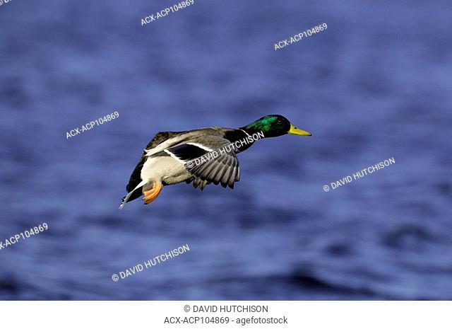Mallard duck (Anas platyrhynchos) Esquimalt Lagoon, Victoria, BC Canada