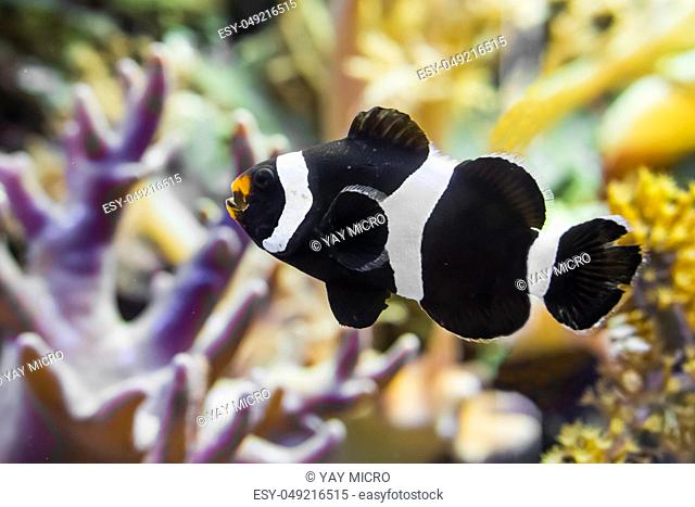 closeup of a saddleback clownfish that is swimming in the water, a tropical fish from the indo pacific ocean